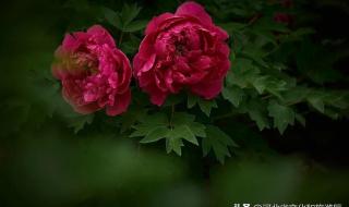 521寓意代表什么意思