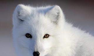 小狐狸发明记主题曲