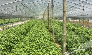 清明节是怎么来的? 清明节是怎么来的?